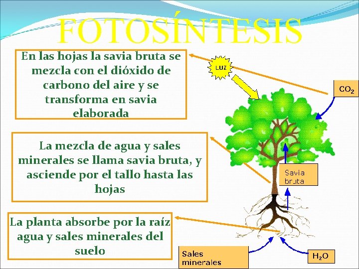 FOTOSÍNTESIS En las hojas la savia bruta se mezcla con el dióxido de carbono