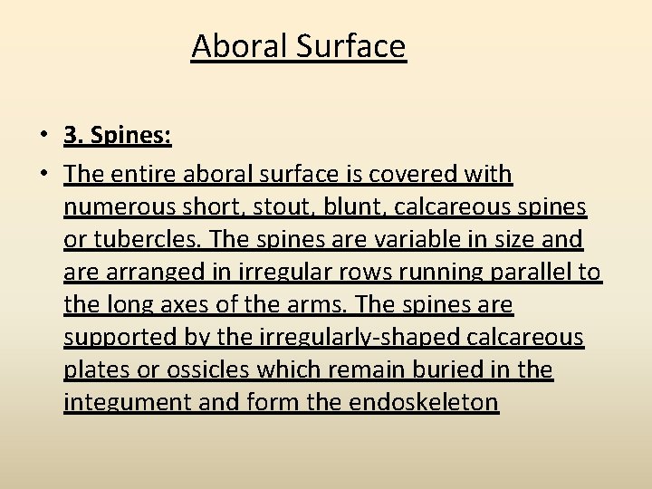 Aboral Surface • 3. Spines: • The entire aboral surface is covered with numerous