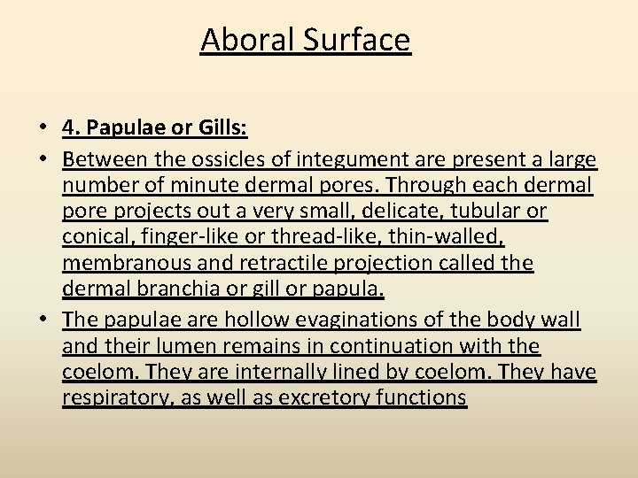 Aboral Surface • 4. Papulae or Gills: • Between the ossicles of integument are