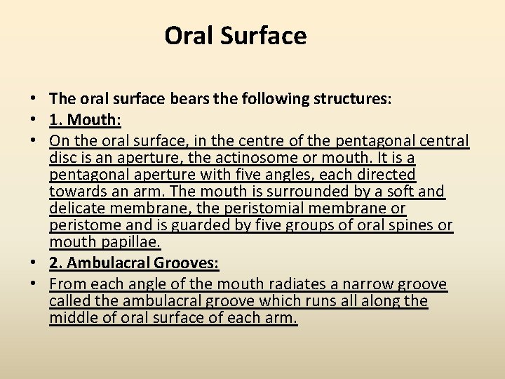 Oral Surface • The oral surface bears the following structures: • 1. Mouth: •
