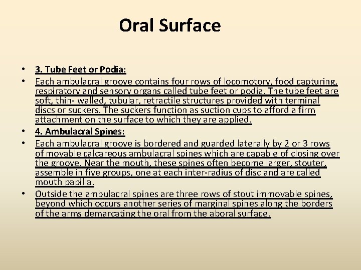 Oral Surface • 3. Tube Feet or Podia: • Each ambulacral groove contains four