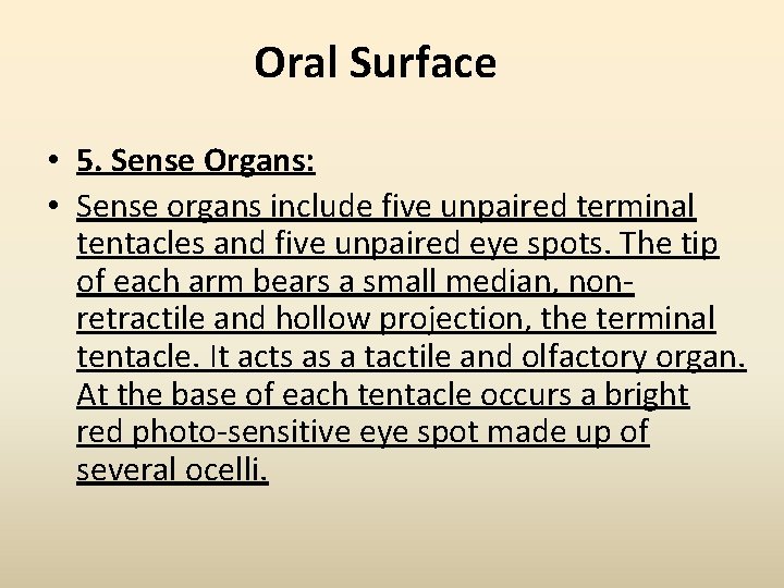 Oral Surface • 5. Sense Organs: • Sense organs include five unpaired terminal tentacles