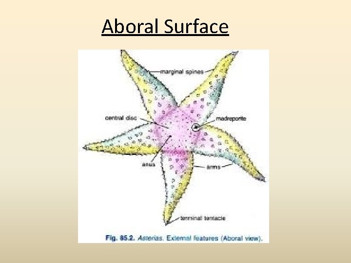 Aboral Surface 