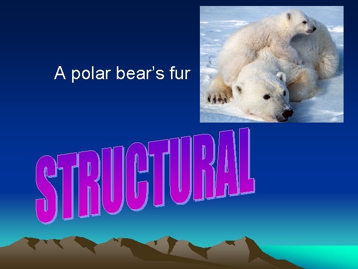 A polar bear’s fur 