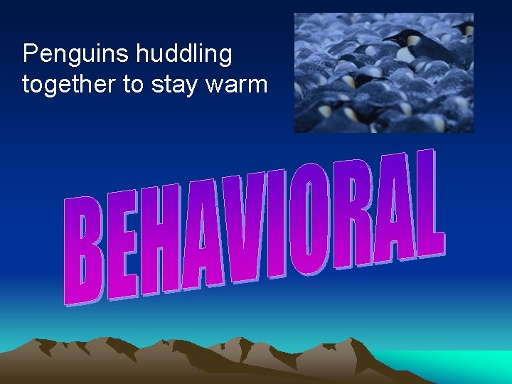Penguins huddling together to stay warm 