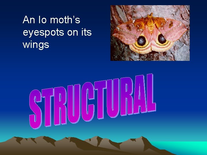 An Io moth’s eyespots on its wings 