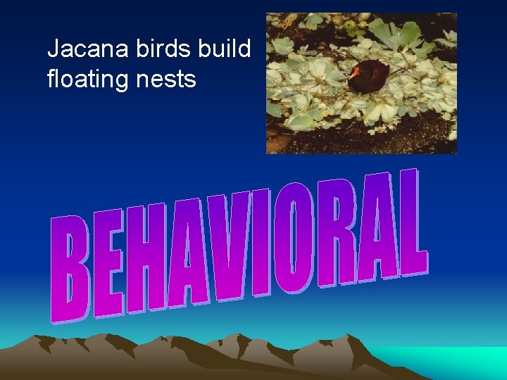 Jacana birds build floating nests 