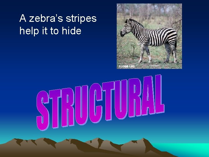 A zebra’s stripes help it to hide 