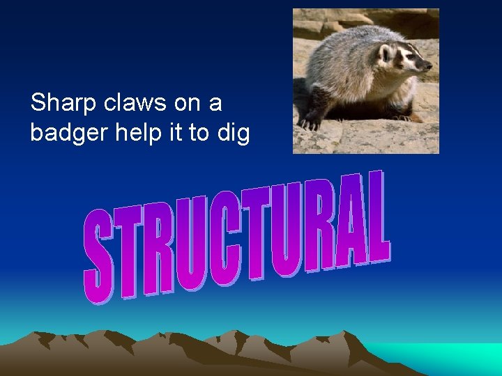 Sharp claws on a badger help it to dig 