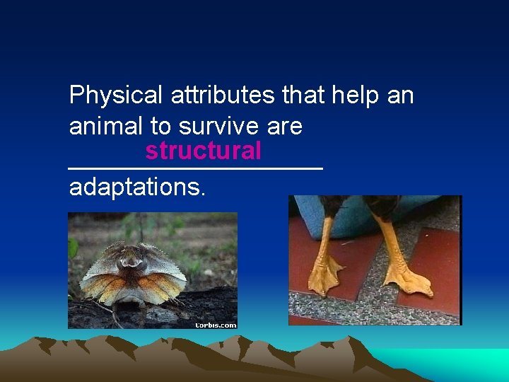 Physical attributes that help an animal to survive are structural _________ adaptations. 