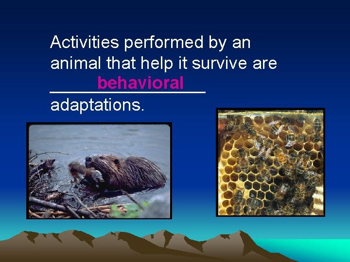 Activities performed by an animal that help it survive are behavioral ________ adaptations. 