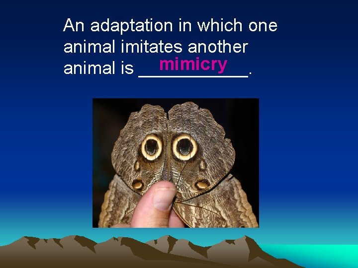 An adaptation in which one animal imitates another mimicry animal is ______. 