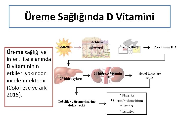 Üreme Sağlığında D Vitamini Üreme sağlığı ve infertilite alanında D vitamininin etkileri yakından incelenmektedir