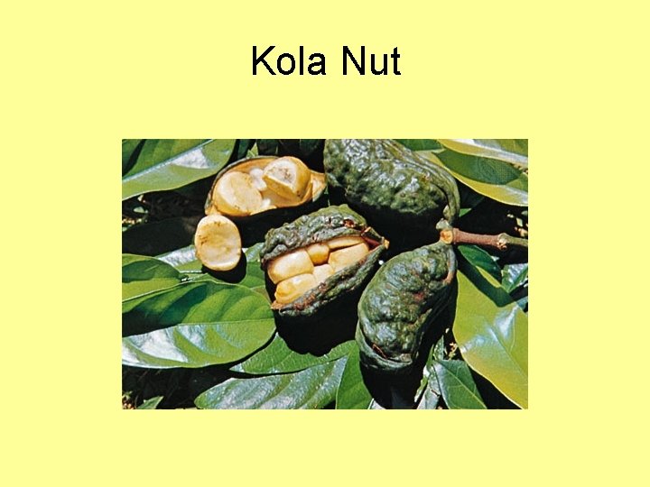 Kola Nut 