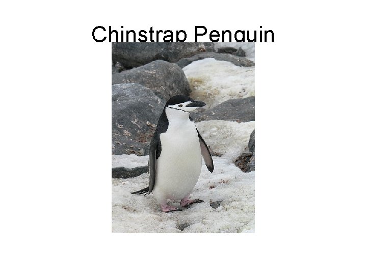 Chinstrap Penguin 