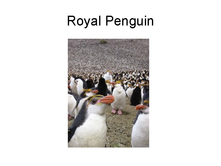 Royal Penguin 