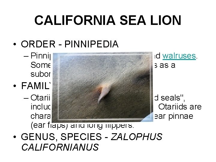 CALIFORNIA SEA LION • ORDER - PINNIPEDIA – Pinnipeds are seals, sea lions, and