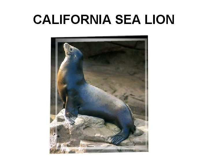 CALIFORNIA SEA LION 