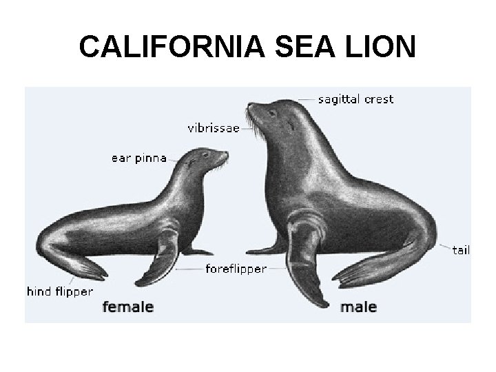 CALIFORNIA SEA LION 