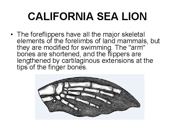 CALIFORNIA SEA LION • The foreflippers have all the major skeletal elements of the