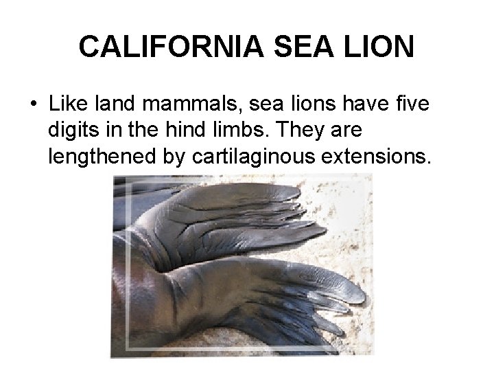 CALIFORNIA SEA LION • Like land mammals, sea lions have five digits in the