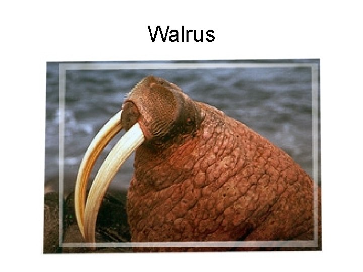 Walrus 