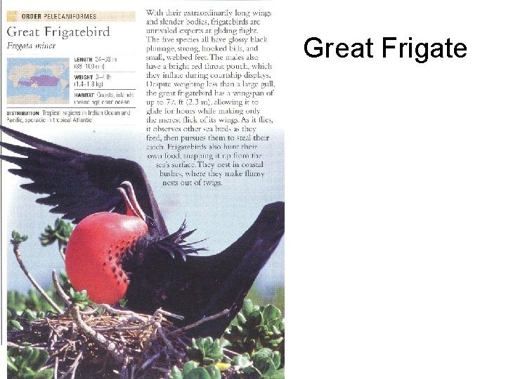 Great Frigate 