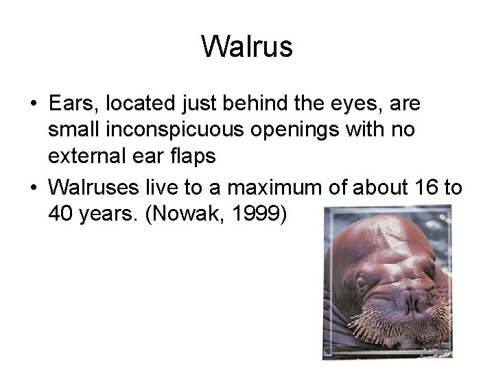 Walrus • Ears, located just behind the eyes, are small inconspicuous openings with no