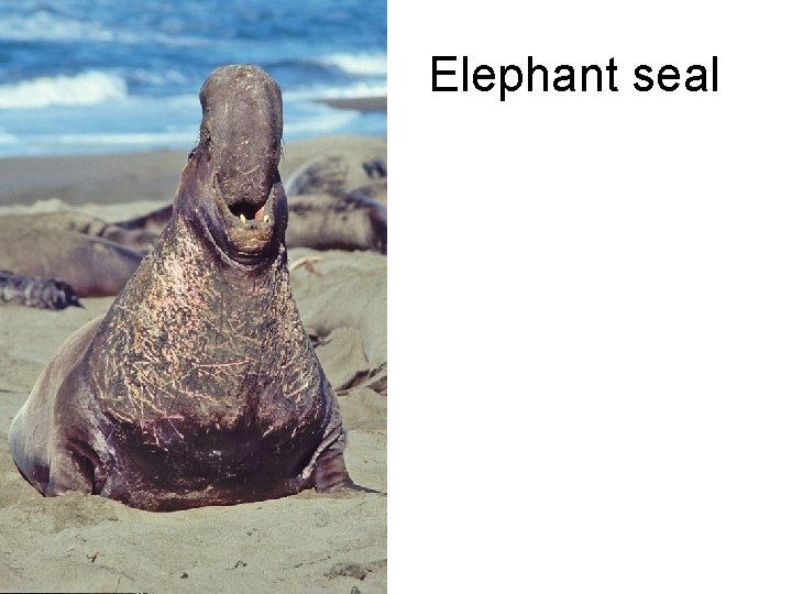 Elephant seal 
