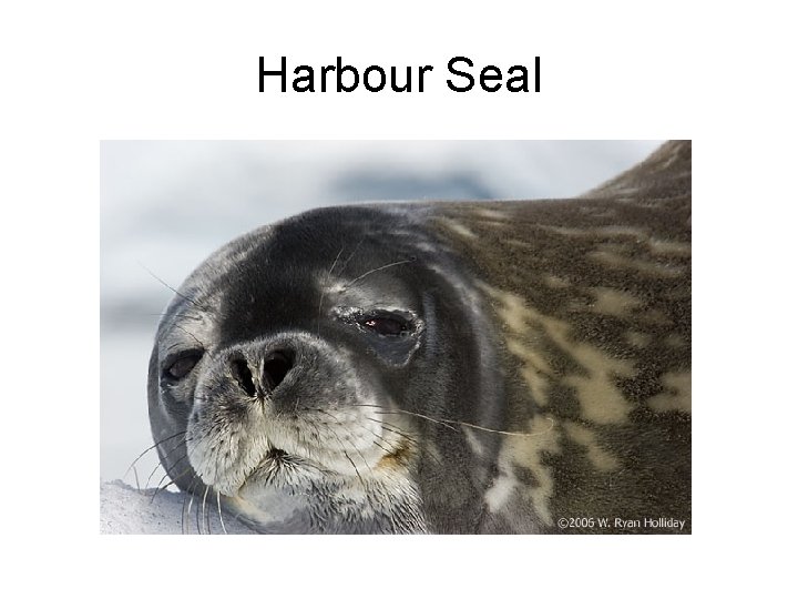 Harbour Seal 