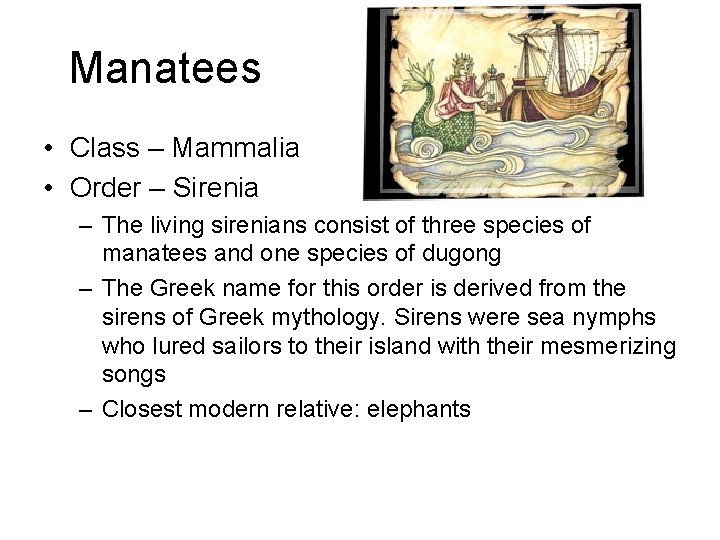 Manatees • Class – Mammalia • Order – Sirenia – The living sirenians consist