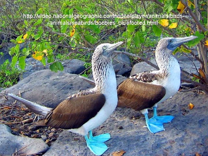 http: //video. nationalgeographic. com/video/player/animals/birdsanimals/seabirds/boobies_bluefooted. html 