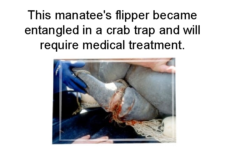 This manatee's flipper became entangled in a crab trap and will require medical treatment.