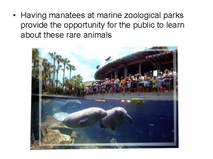  • Having manatees at marine zoological parks provide the opportunity for the public