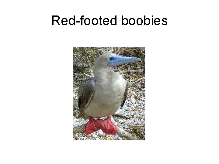 Red-footed boobies 