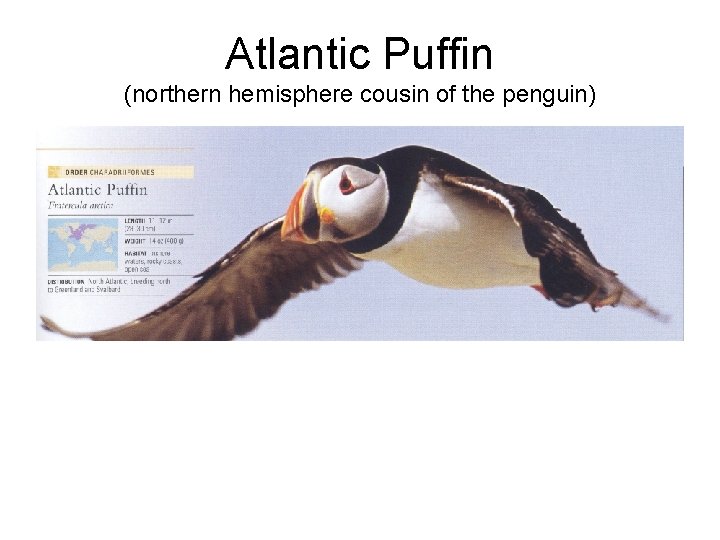 Atlantic Puffin (northern hemisphere cousin of the penguin) 