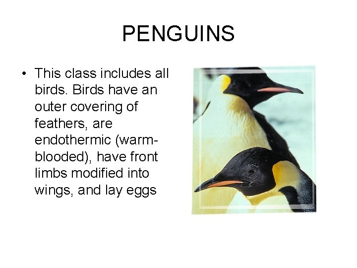 PENGUINS • This class includes all birds. Birds have an outer covering of feathers,