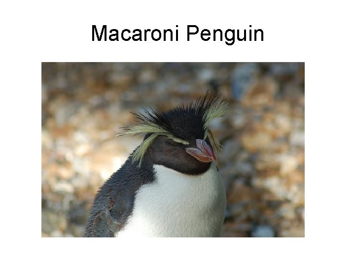 Macaroni Penguin 