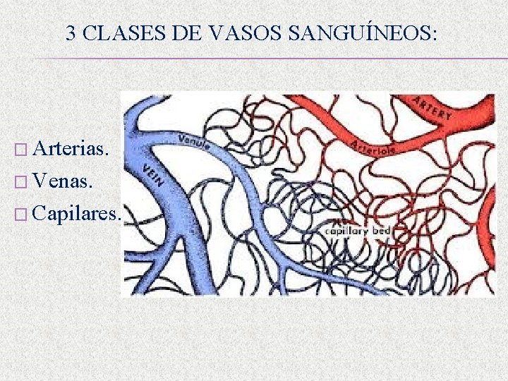 3 CLASES DE VASOS SANGUÍNEOS: � Arterias. � Venas. � Capilares. 