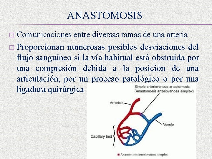 ANASTOMOSIS � Comunicaciones entre diversas ramas de una arteria � Proporcionan numerosas posibles desviaciones