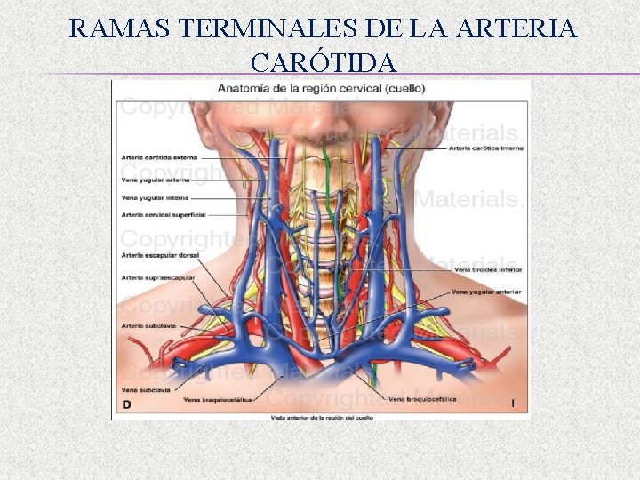 RAMAS TERMINALES DE LA ARTERIA CARÓTIDA 