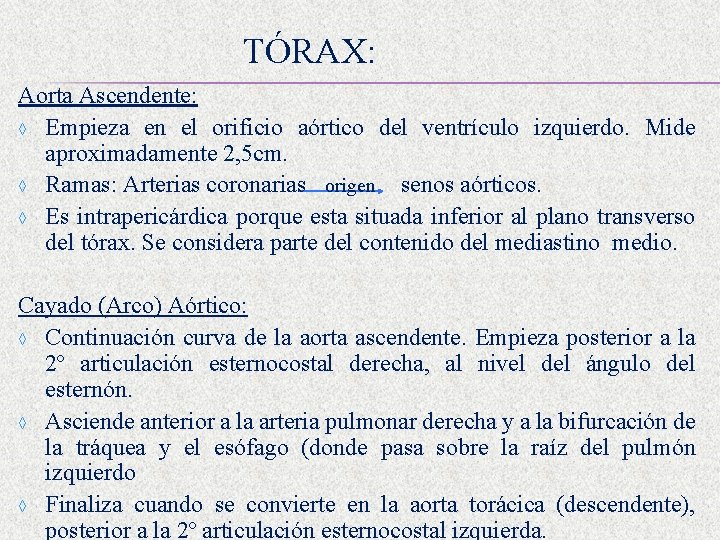 TÓRAX: Aorta Ascendente: ◊ Empieza en el orificio aórtico del ventrículo izquierdo. Mide aproximadamente