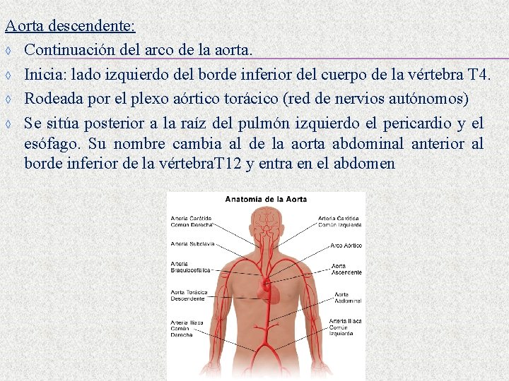 Aorta descendente: ◊ Continuación del arco de la aorta. ◊ Inicia: lado izquierdo del