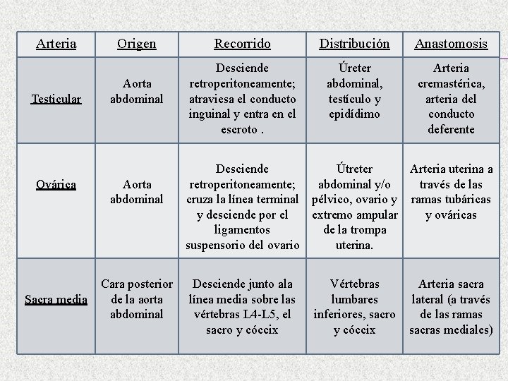 Arteria Testicular Ovárica Sacra media Origen Aorta abdominal Cara posterior de la aorta abdominal