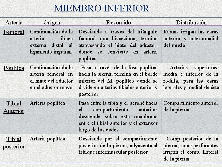 MIEMBRO INFERIOR Arteria Origen Recorrido Distribución Femoral Continuación de la Desciende a través del
