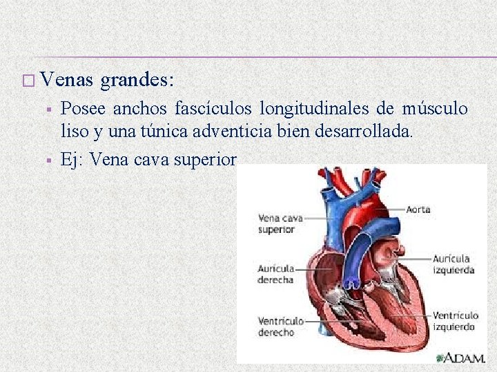 � Venas § § grandes: Posee anchos fascículos longitudinales de músculo liso y una