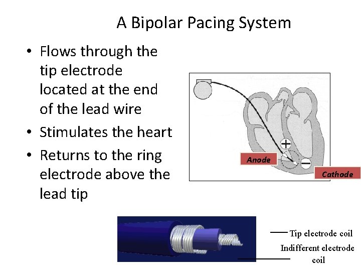 A Bipolar Pacing System • Flows through the tip electrode located at the end