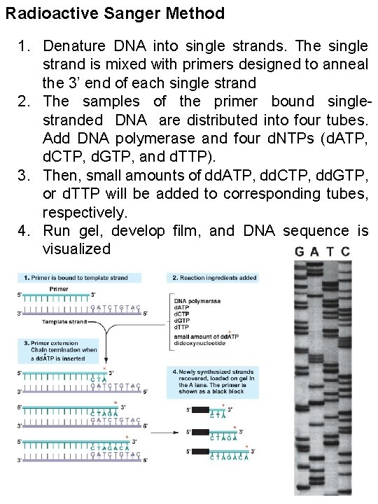 Radioactive Sanger Method 1. Denature DNA into single strands. The single strand is mixed