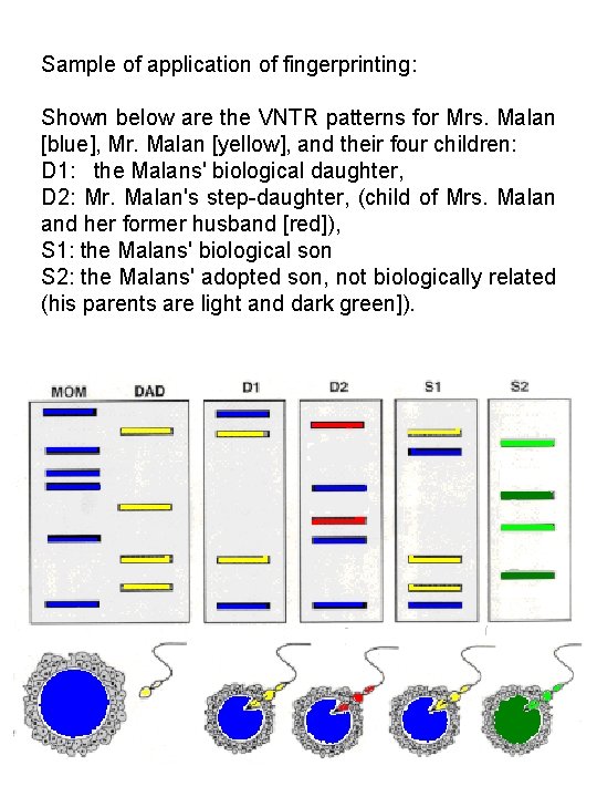 Sample of application of fingerprinting: Shown below are the VNTR patterns for Mrs. Malan