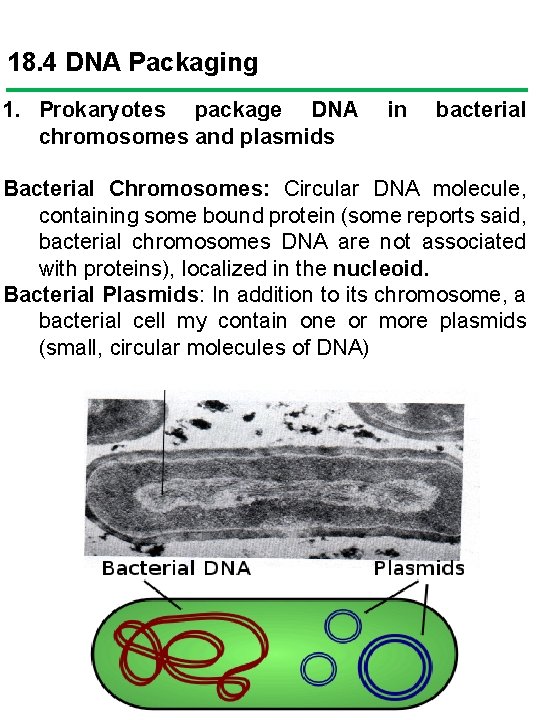 18. 4 DNA Packaging 1. Prokaryotes package DNA chromosomes and plasmids in bacterial Bacterial